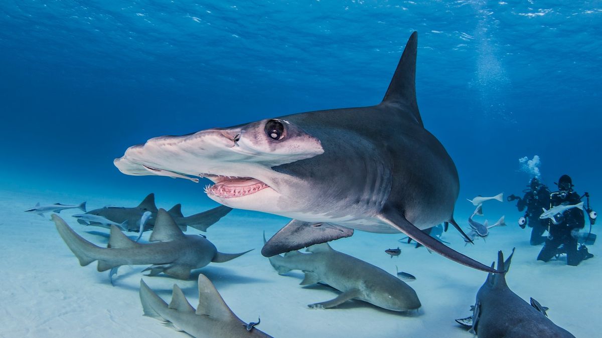Čtvrtině žraloků hrozí vyhynutí, může za to děsivější predátor